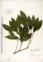 菲律賓榕藏品圖，第1張