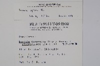 圓果秋海棠藏品圖，第2張