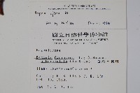 圓果秋海棠藏品圖，第2張