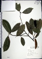 九重吹、九丁樹、脈葉榕、大葉九重吹藏品圖，第1張