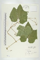 佛手瓜、梨瓜、香木緣瓜藏品圖，第1張