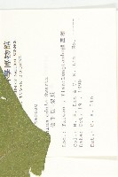 佛手瓜、梨瓜、香木緣瓜藏品圖，第2張