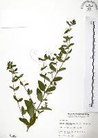 克非亞草藏品圖，第1張