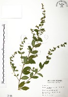 克非亞草藏品圖，第1張