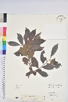 細葉饅頭果藏品圖，第1張