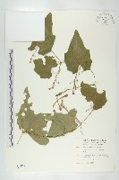 王瓜藏品圖，第1張