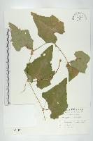 王瓜藏品圖，第1張