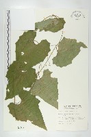 括樓藏品圖，第1張