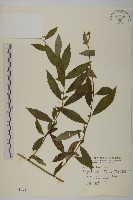 大頭艾納香藏品圖，第1張