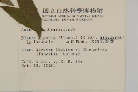 大頭艾納香藏品圖，第2張