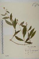 大頭艾納香藏品圖，第1張