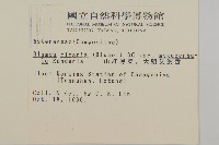 大頭艾納香藏品圖，第2張