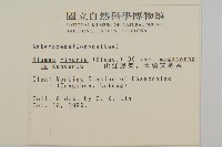 大頭艾納香藏品圖，第2張