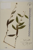 大頭艾納香藏品圖，第1張