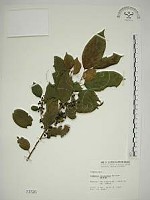 桶鉤藤藏品圖，第1張