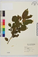 桶鉤藤藏品圖，第2張