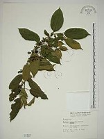 桶鉤藤藏品圖，第1張