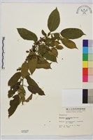 桶鉤藤藏品圖，第2張