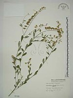 響鈴豆藏品圖，第1張