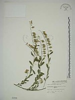 響鈴豆藏品圖，第1張