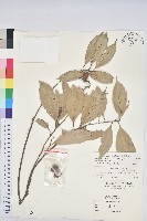 子彈石櫟藏品圖，第1張