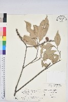 子彈石櫟藏品圖，第1張