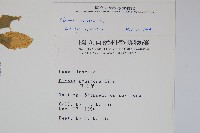 向天黃藏品圖，第2張