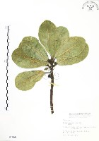 蔓榕藏品圖，第1張