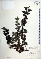 水雞油藏品圖，第1張