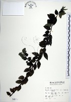 水雞油藏品圖，第1張