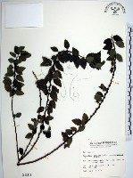 水雞油藏品圖，第1張