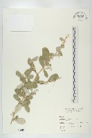 宜梧藏品圖，第1張