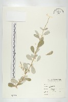 宜梧藏品圖，第1張