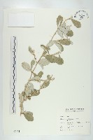 宜梧藏品圖，第1張