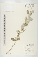 宜梧藏品圖，第1張