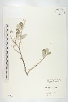 宜梧藏品圖，第1張