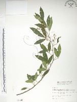 飛龍掌血藏品圖，第1張