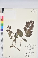 土密樹藏品圖，第1張