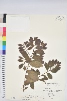 土密樹藏品圖，第1張