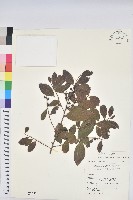 土密樹藏品圖，第1張