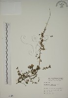 小葉黃鱔藤藏品圖，第1張