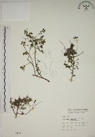 小葉黃鱔藤藏品圖，第1張