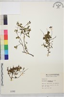 小葉黃鱔藤藏品圖，第2張