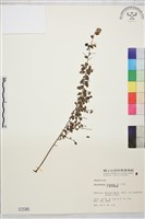 小葉黃鱔藤藏品圖，第2張