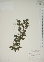 越橘葉蔓榕藏品圖，第1張