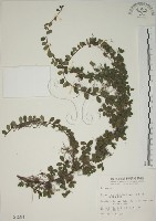 越橘葉蔓榕藏品圖，第1張