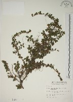 越橘葉蔓榕藏品圖，第1張