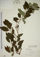 大葉溲疏藏品圖，第1張