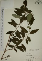 大葉溲疏藏品圖，第1張