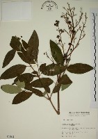 大葉溲疏藏品圖，第1張